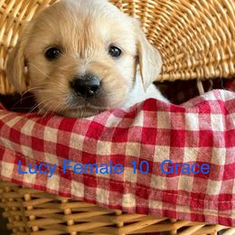 Grace - Golden Retriever puppy in Kuna, Idaho from Golden Kisses Golden Retrievers