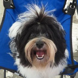 Bentley - Havanese
