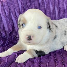 Boy 2 - Miniature Australian Shepherd puppy in Paris, Texas from Kuttin’ Up Mini Aussies
