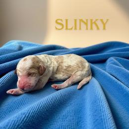 Slinky - Parti male Goldendoodle puppy in Ellenburg Center, New York from Kristin's Puppies