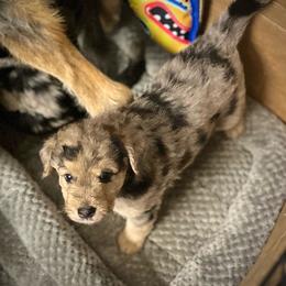 Molly - Merle female Assorted Doodle Crosses puppy in Kansas City, Missouri from Beary GoldenDoodles