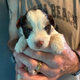 Betty - Chocolate tan and white female Biewer Terrier puppy in Osteen, Florida from Moonshadow Biewer Terriers