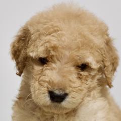 Babs - Apricot Goldendoodle puppy in Houston, Texas from Texas Castle Doodles
