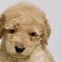 Babs - Apricot Goldendoodle puppy in Houston, Texas from Texas Castle Doodles