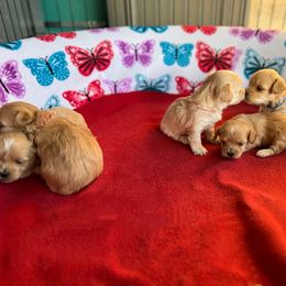 Maltese, Maltipoo, and Poodle Puppies from Healing Pawz LLC