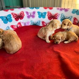 Maltese, Maltipoo, and Poodle Puppies from Healing Pawz LLC