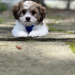 Cavachon, Cavalier King Charles Spaniel, and Cavapoo Puppies from LierChonPoo