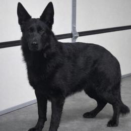 Nigrita Regius Line - Black female German Shepherd puppy in Clinton, Arkansas from 501 Shepherds