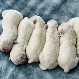 Boy 6 - Light golden male Golden Retriever puppy in Amherst, Virginia from Knight's Golden Acres