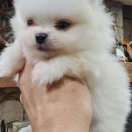 Pomeranians from Rockin Parti Poms