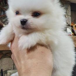 Pomeranians from Rockin Parti Poms