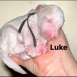 Luke - Cream male Poodle puppy in Prosperity, Pennsylvania from Stelladoodles & Company