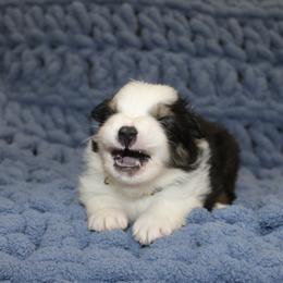 Australian Shepherd Puppies from Crofford’s Pretty Pups