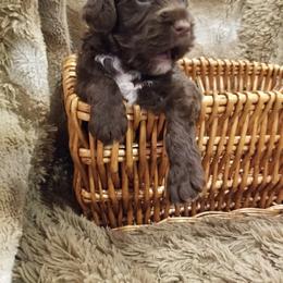 Portuguese Water Dog Puppies from Prized Family Porties