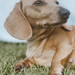 Dachshunds from Camie's Dachshunds