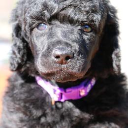 Spoink - Black female Poodle puppy in Ephrata, Washington from NCR Ranch