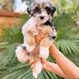 Aussiedoodle, Bernedoodle, Goldendoodle, and Poodle Puppies from Teddy Doodles & Standard Poodles