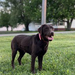 Dixie - Labrador Retriever