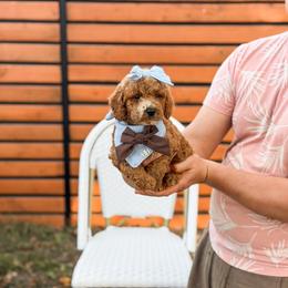 Burgundy collar girl - Red  female Goldendoodle puppy in Spokane, Washington from Dream Doodles in Spokane WA