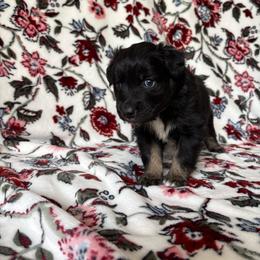 Waylon - Black tri-color male Australian Shepherd puppy in Dardanelle, Arkansas from Whispering Willow Ranch