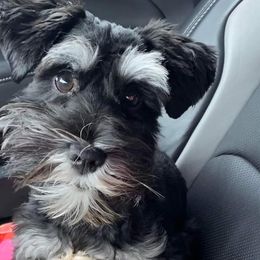 Miniature Schnauzers from Phillips' AKC Mini Schnauzers