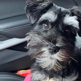 Miniature Schnauzers from Phillips' AKC Mini Schnauzers