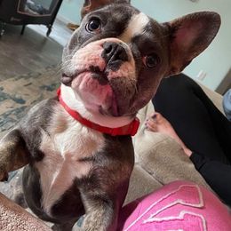 French Bulldogs from Running With the Bullies
