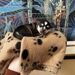 Alaskan Klee Kai Puppies from Kyrie Mulalley