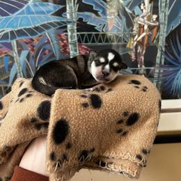 Alaskan Klee Kai Puppies from Kyrie Mulalley
