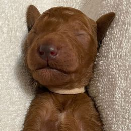 Girl 3 - Red  female Poodle puppy in Clatskanie, Oregon from Columbia River Sunset Poodles