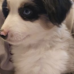 Miniature Australian Shepherd Puppies from Carter's Cuties