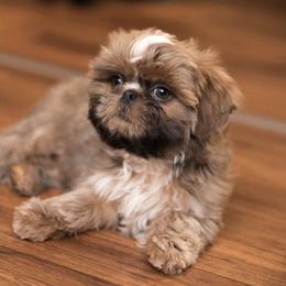 Shih Tzu and Shorkie Puppies from Nana's Happy Pups