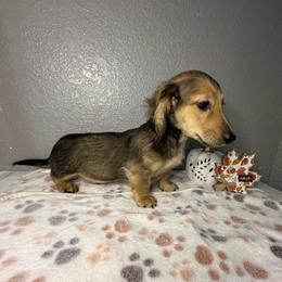 Peanut - Cream male Dachshund puppy in Tahlequah, Oklahoma from Quick Little Dachshunds