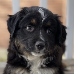 Miniature American Shepherds, Miniature Australian Shepherds, and Toy Australian Shepherds from Little Dipper mini Americans and toy Aussies