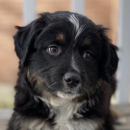 Miniature American Shepherds, Miniature Australian Shepherds, and Toy Australian Shepherds from Little Dipper mini Americans and toy Aussies