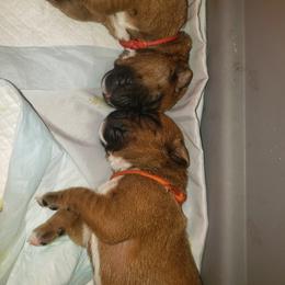 Boxer Puppies from SmashBox Kennel