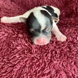 Biewer Terrier Puppies from Petit Bijou