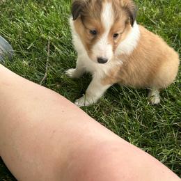 Purple - White and sable female Shetland Sheepdog puppy in Fontanelle, Iowa from Jensen Farms Shelties