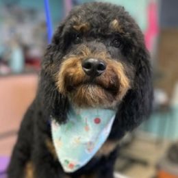 Bentley - Goldendoodle