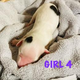 Lolly - Piebald female Dachshund puppy in Petersburg, Virginia from Wiggle Waddle Dachshunds