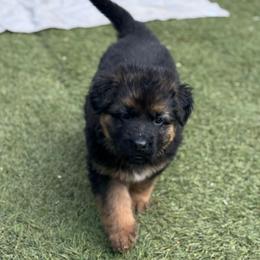 Felix - Black and red male German Shepherd puppy in Charlottesville, Virginia from AB_Elite_GSD