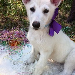 German Shepherds from Loyal Shepherds Kennels