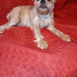 Greta - Brussels Griffon
