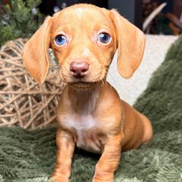 Star - Cream female Dachshund puppy in Washburn, Tennessee from Clinch Mountain Dachshunds
