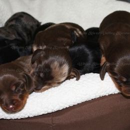 Dachshund Puppies from White River Valley Kennel