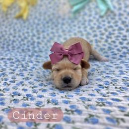 Girl 2 - female Cavapoochon puppy in Bullard, Texas from Cavapoochon Central LLC
