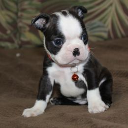 Nixi - Black brindle and white female Boston Terrier puppy in Brooksville, Florida from I Love Pups
