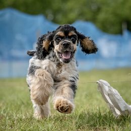 Cocker Spaniel Puppies from Opalina Cocker Spaniels