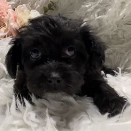 Yorkipoos from Ohio Poodle Pups