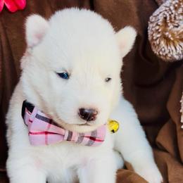 Bella snow - White female Siberian Husky puppy in Atlanta, Georgia from Lobban Huskies